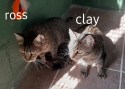 Ross und Clay